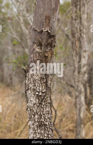 Lizard fritto (Chlamydosaurus kingii) Bundaberg Australia Foto Stock