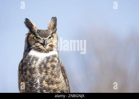 Ritratto di gufo con corna grande, Quebec, Canada Foto Stock