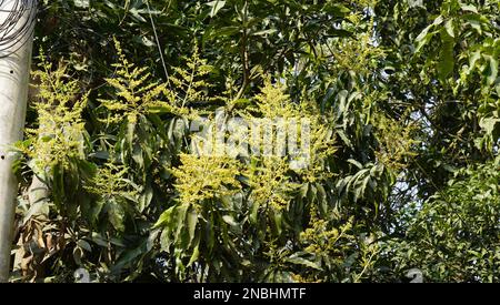 File di germogli di mango sugli alberi di mango in Bangladesh questa primavera Foto Stock