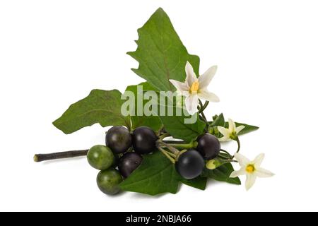 Pianta nera della ombra notturna isolata su sfondo bianco Foto Stock