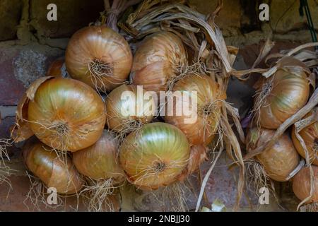 Raccolto. Mazzetti le cipolle vengono essiccate in un fienile del villaggio. Foto Stock