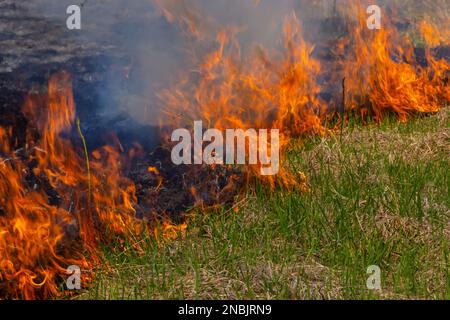 Che brucia erba asciutta vecchia. Lingue fiamma rossa e bruciare erba secca ingiallita nel fumo. Foto Stock