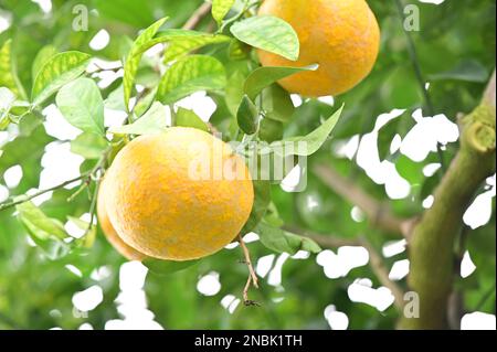 C'è un grande arancio che cresce sul ramo che sembra delizioso Foto Stock