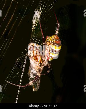 Primo piano di un ragno di Croce di Sant'Andrea con preda di cicada (Argiope keyserlingi) nella sua rete, far North Queensland, FNQ, QLD, Australia Foto Stock