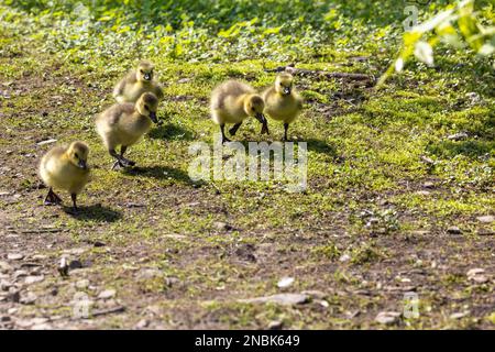 Un primo piano di un piccolo polli su una terra. Foto Stock