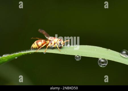 Carta rossa Wasp, Ropalidia marginata, Satara, Maharashtra, India Foto Stock