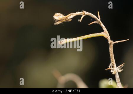 Moth caterpillar mimando per essere un ramoscello, Geometridae, Satara, Maharashtra, India Foto Stock