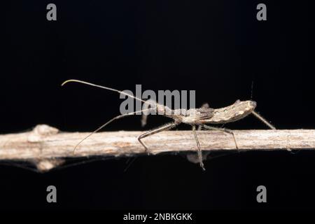Strani insetti assasin del nuovo mondo, Sinea coronata, Satara, Maharashtra, India Foto Stock