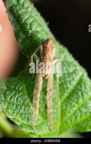 Ragno di granchio addormentato, Tmarus angulatus, Satara, Maharashtra, India Foto Stock