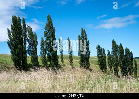 Lindsay Road, vicino a Waikurau, Central Hawkes Bay, North Island, Nuova Zelanda Foto Stock