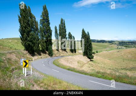 Curva sulla strada di campagna che conduce ad una fila di alberi di pioppo Lindsay Road, vicino Waikurau, Central Hawkes Bay, North Island, Nuova Zelanda Foto Stock