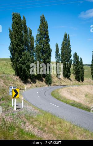 Curva sulla strada di campagna che conduce ad una fila di alberi di pioppo Lindsay Road, vicino Waikurau, Central Hawkes Bay, North Island, Nuova Zelanda Foto Stock