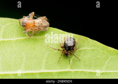 Pettini ragno con la sua uccisione, Phycosoma inornatum, Satara, Maharashtra, India Foto Stock