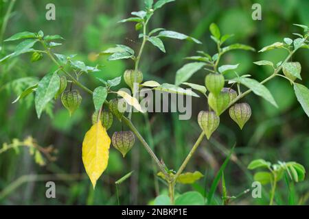 Ciliegio da terra, Physalis Grisea, Satara, Maharashtra, India Foto Stock