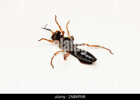 Vista ventrale della vespa di ragno rosso, Leptodailepis cameroni, Satara, Maharashtra, India Foto Stock