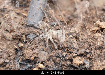 Ragno a rete, Hippasa greenalliae, Satara, Maharashtra, India Foto Stock