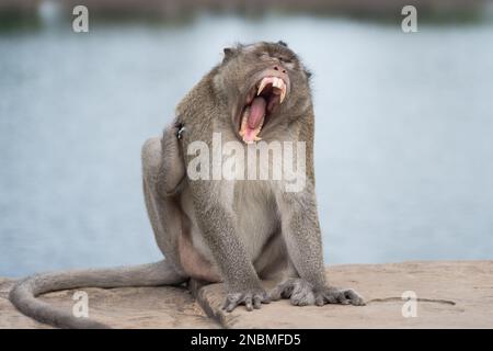 Ho preso questo in Angkor Wat, in piedi piuttosto vicino a questa bella creatura selvaggia. Foto Stock