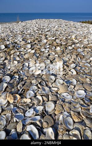 Whitstable, Kent, Inghilterra, Regno Unito. Enorme mucchio di gusci di ostriche sulla spiaggia. Whitstable è famosa per le sue ostriche Foto Stock