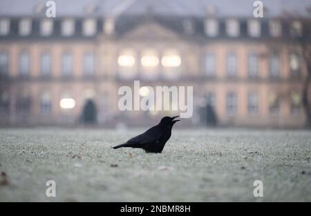 Stoccarda, Germania. 14th Feb, 2023. Un corvo si trova di fronte al nuovo castello su un prato coperto di gelo. Credit: Marijan Murat/dpa/Alamy Live News Foto Stock