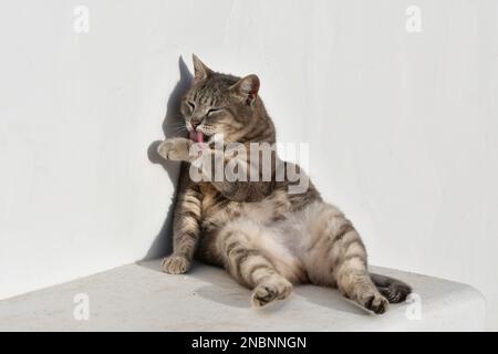 Un grazioso gatto tabby seduto rilassato al sole del mattino su una riva bianca con una parete bianca come sfondo. Sta appoggiando contro il muro e pulendo l'erba Foto Stock