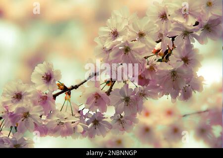 fiori di ciliegio rosa primaverile Foto Stock