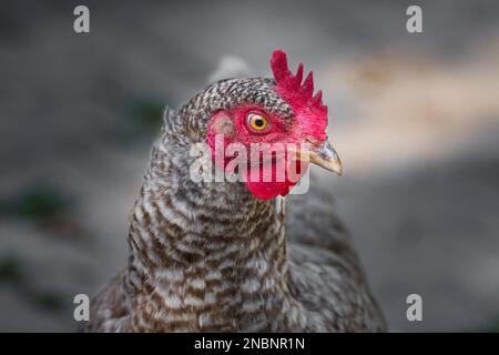 Ritratto di un pollo da corsa libero con un piumaggio bianco e nero (Blauer Sperber). Foto Stock