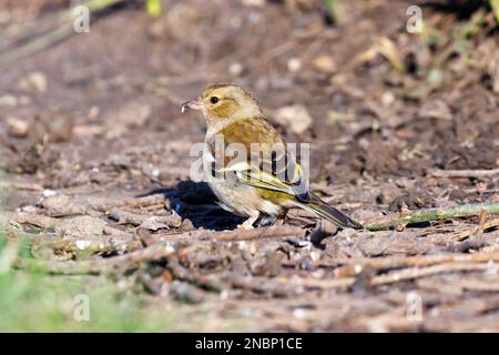 Chaffinch femmina (Fringilla coelebs) a terra. Sussex, Regno Unito Foto Stock