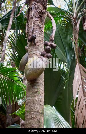 Albero di palma Coco de mer a Vallee de mai, Isola di Praslin, Seychelles Foto Stock