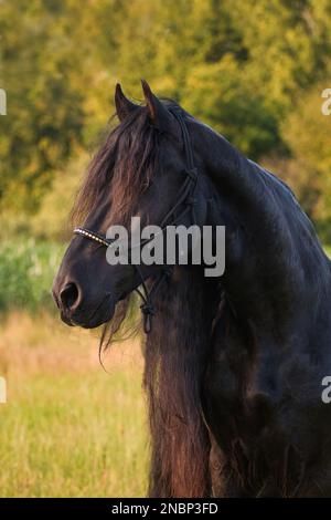 Ritratto di un bellissimo stallone frisone nero con uno sfondo naturale. Foto Stock