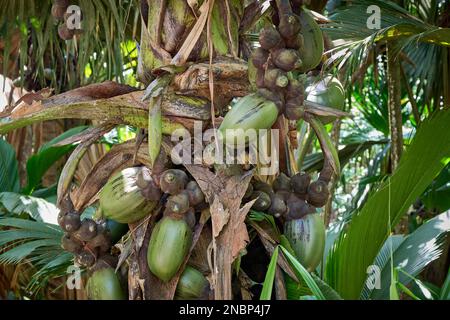 Albero di palma Coco de mer a Vallee de mai, Isola di Praslin, Seychelles Foto Stock