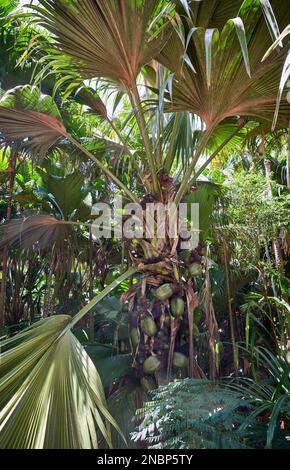 Albero di palma Coco de mer a Vallee de mai, Isola di Praslin, Seychelles Foto Stock