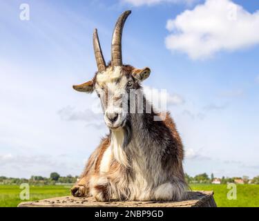 Una capra sdraiata su una penna, corna grandi, cielo azzurro giorno soleggiato, capra, capelli lunghi, bovini di vecchia razza olandese Foto Stock