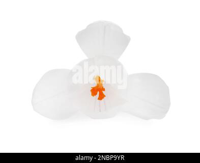 Bel fiore fresco crocus isolato su bianco Foto Stock