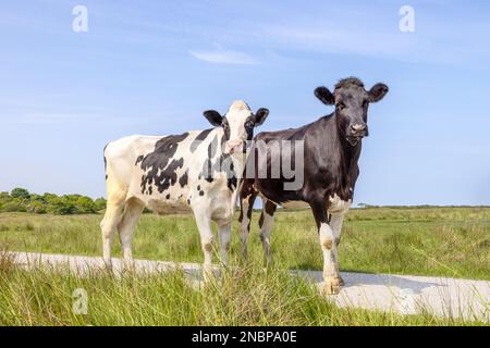 Giovani mucche bianche e nere, bovini Holstein, su un sentiero che si erge sotto un cielo blu e orizzonte sulla terra Foto Stock