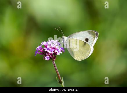 Grande cavolo bianco su un fiore viola. Farfalla bianca raccoglie nettare. Primo piano di insetto. Pieris brassicae. Foto Stock
