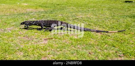 Goanna passeggiando per Campground Foto Stock