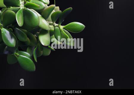 Crassula, albero di amicizia, pianta di giada, pianta fortunata, foglie verdi dell'albero dei soldi primo piano su uno sfondo nero, un posto per il testo, una pianta su un nero Foto Stock