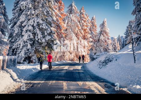 Passeggiate nella foresta innevata. I turisti godono della prima neve che viaggia tra i larici e gli abeti innevati. Pittoresca scena invernale delle Dolomiti al Foto Stock