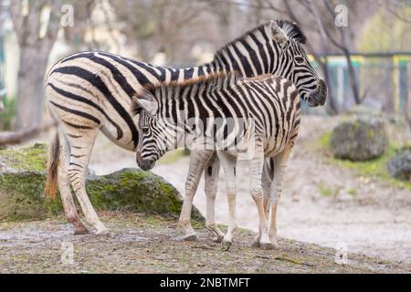 La zebra pianeggiante (Equus quagga, precedentemente Equus burchelli), conosciuta anche come la zebra comune o zebra di Burchell. Zebra femminile con il nemico. Foto Stock