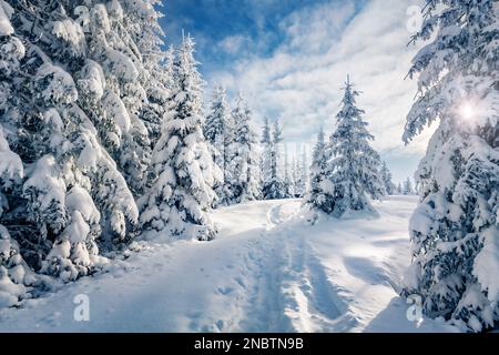 Cartolina di Natale. Scenario gelido all'aperto della valle di montagna. Abeti ricoperti di neve fresca nelle montagne dei Carpazi. Splendida vista invernale sull'abete Foto Stock