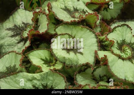 Sfondo verde deciduo. Begonia fiore casa. Primo piano della foglia della pianta. Modello botanico. Natura. Begonia masoniana, conosciuta anche come la croce di ferro begonia. Le mendicanti a spirale in giardino e a casa Foto Stock