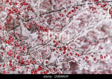 Bosco di frutti rossi nel giardino coperto di neve Foto Stock