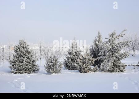 Alberi sempreverdi nel giardino coperto da coperta di neve, la bellezza ancora della stagione invernale. Foto Stock