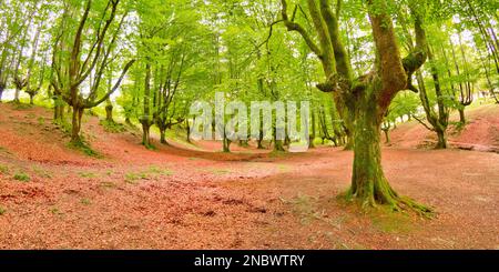 Hayedo de Otzarreta, Foresta di Faggio di Otzarreta, Parco Naturale di Gorbeia, Bizkaia, Paesi Baschi, Spagna, Europa Foto Stock