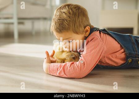 Bambino carino a casa con piccoli pulcini neonato, godendo, ragazzo carino e amico animale in una stanza soleggiata Foto Stock