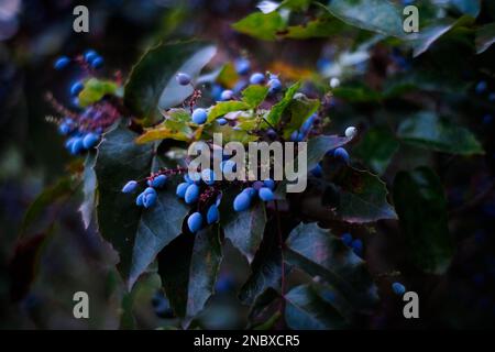 Primo piano di qualche bacche blu che cresce e prospera su un cespuglio. Le piante sono verdi e importanti per il pianeta. Foto Stock