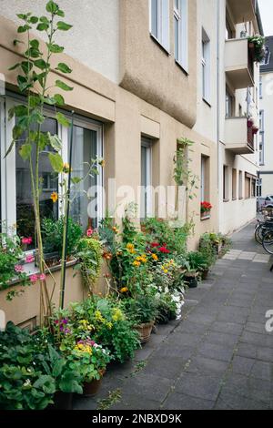 Una giungla urbana nel mezzo della città. Di fronte ad una finestra ci sono molte piante che decorano la strada. Foto Stock
