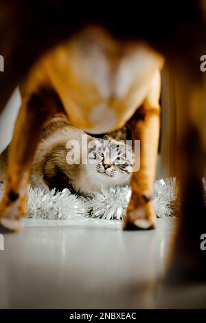 Una vista dal basso da sotto le zampe del cane di un gatto di tabby disgruntled che guarda il cane. Animali domestici. Foto Stock