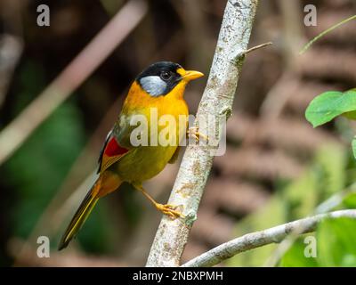 Mesia dalle orecchie d'argento, Leiothrix argentauris, un uccello stupefacente nella foresta della Malesia Foto Stock