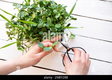 Germogli di girasole noti come microgreens che crescono in cucina domestica e donne foglie tagliate a mano per mangiare. Insalata sana e piena di vitamine. Foto Stock